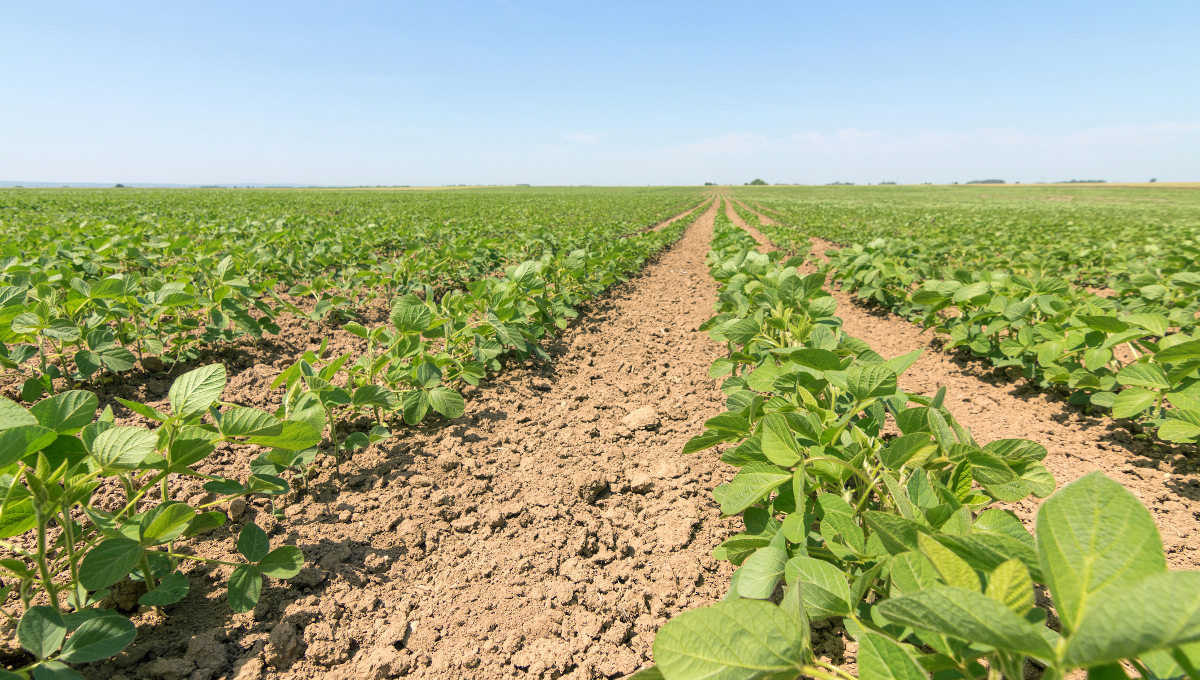 Farmers react to ‘untimely’ order removing the pesticide dicamba from the market