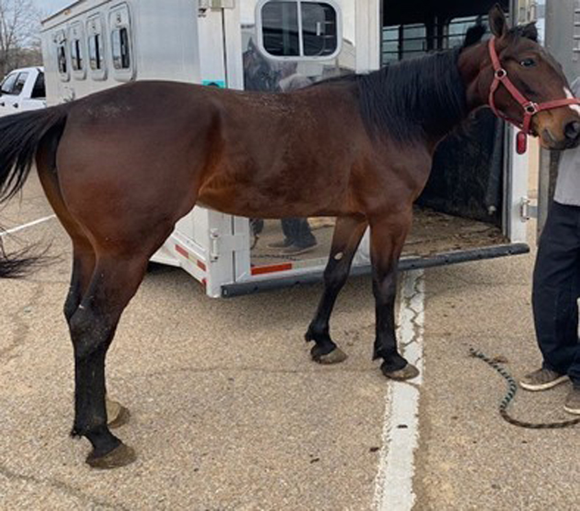 MALTB Investigators Recover Stolen Racehorse in Todd County, Kentucky 