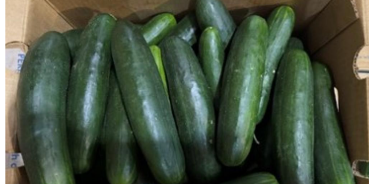 Cucumbers linked to ongoing Salmonella Africana outbreak