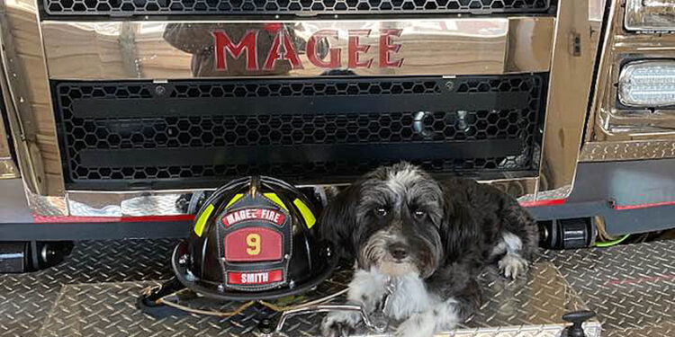 National Dogie Day!