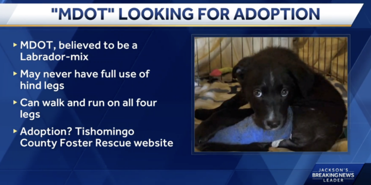 Injured puppy rescued after discovered by MDOT worker