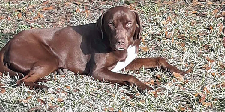 Is this your dog?
