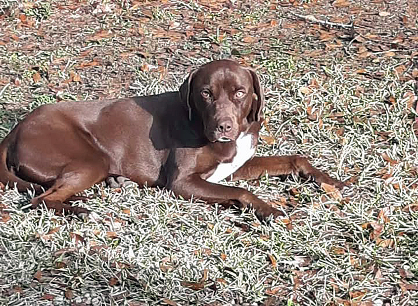 Is this your dog?
