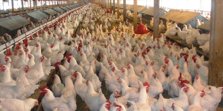 Highly Pathogenic Avian Influenza Diagnosed in Mississippi Poultry Flock