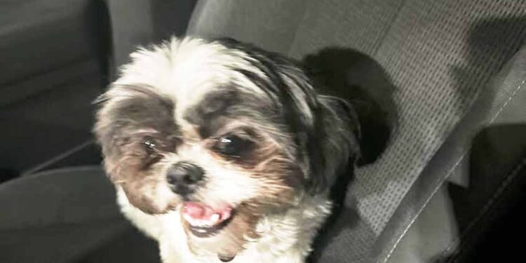 Lola is missing!—Lola has been found!!!