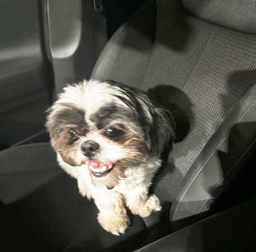 Lola is missing!—Lola has been found!!!