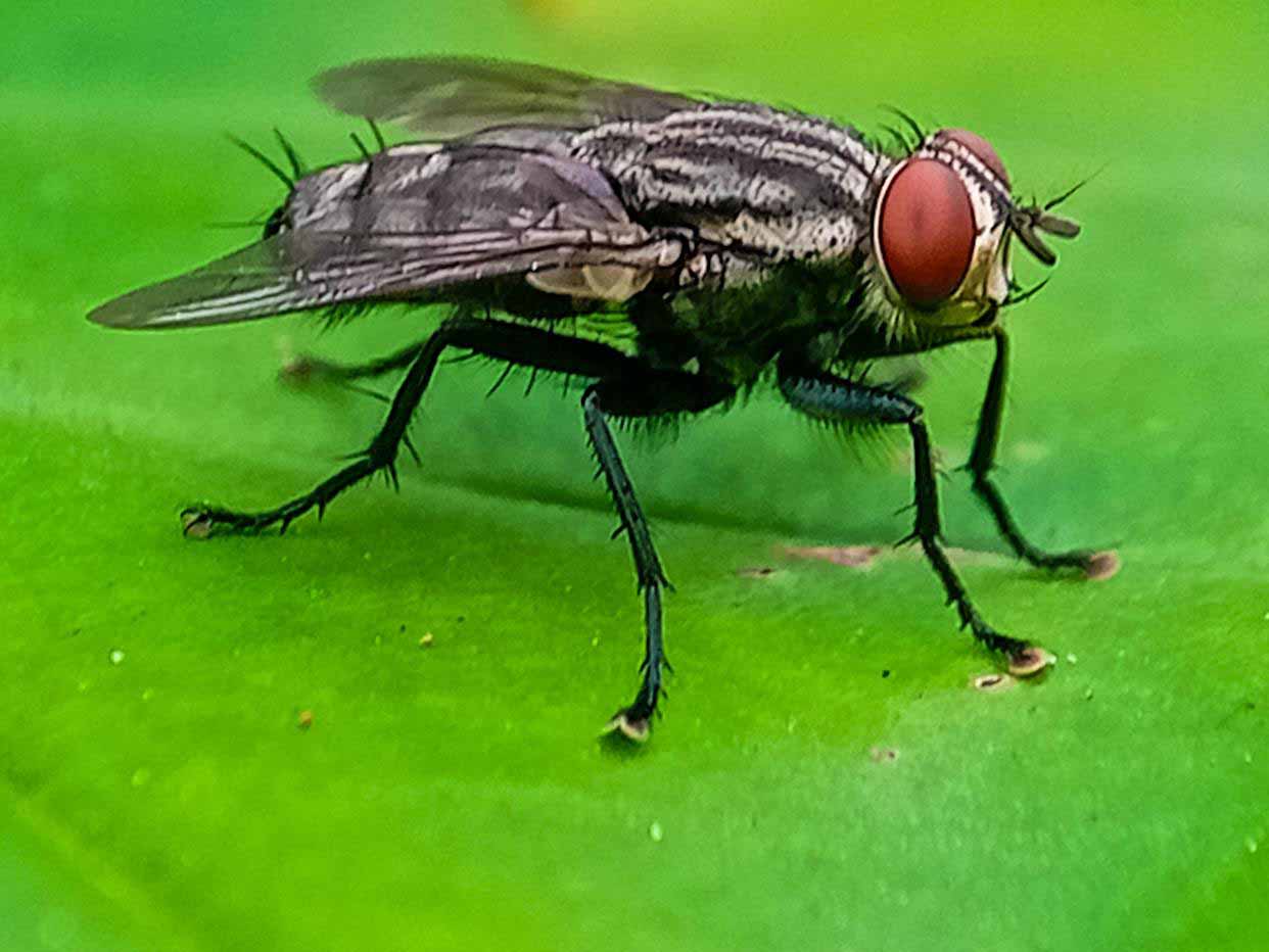 Mississippi Board of Animal Health Issues Alert for New World Screwworm