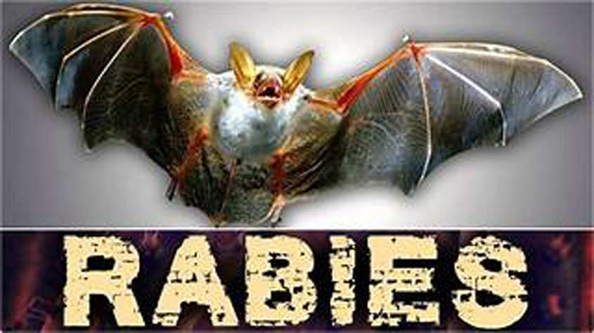 Bat Tested Positive for Rabies in Tippah County