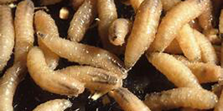 SCREWWORMS ARE BACK AND CONGRESS MUST ACT | OPINION