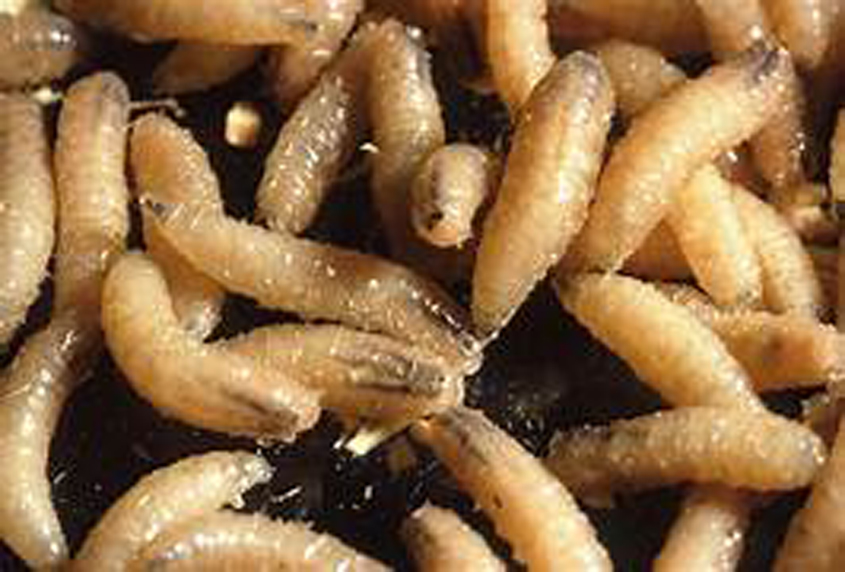 SCREWWORMS ARE BACK AND CONGRESS MUST ACT | OPINION
