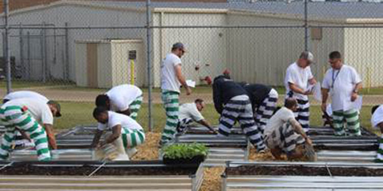 MDOC Inmate Gardens Produce Fresh Food While Building Skills