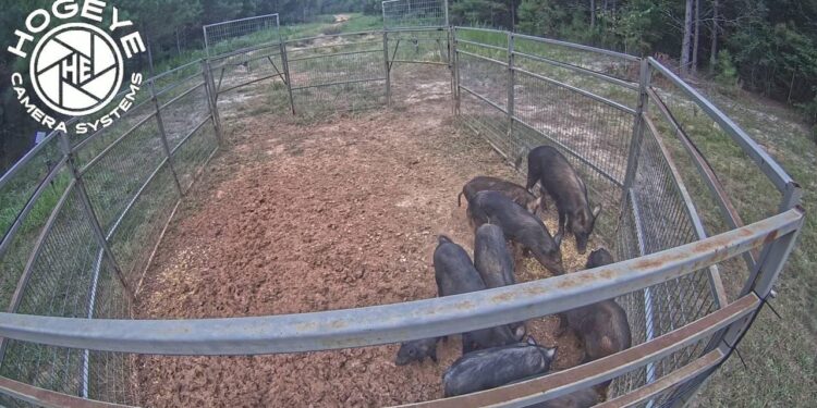February 2026 Wild Hog Control Program Application Period