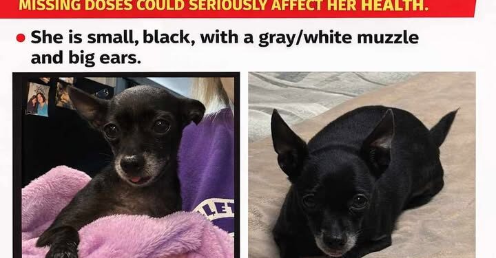 Lost Dog—Urgent Medical Needs
