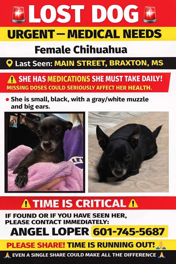 Lost Dog—Urgent Medical Needs