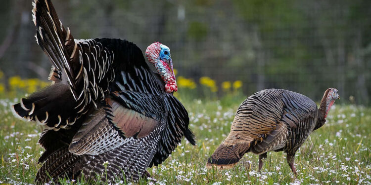 Wild Turkey Season extended