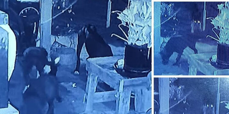 Dogs Killing Cats—“This will not be tolerated”