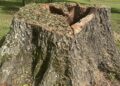 Now That’s a Stump!
