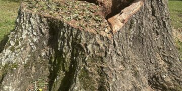 Now That’s a Stump!