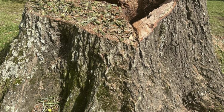 Now That’s a Stump!