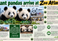 Giant Pandas Arrive at Atlanta Zoo for a 10 year stay!