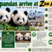Giant Pandas Arrive at Atlanta Zoo for a 10 year stay!